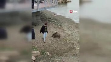 Bursa'da sahile inen yaban domuzu şaşkına çevirdi! Uyuşturucu iğne de durduramadı