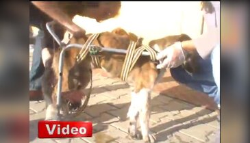 Felçli köpeğe tekerlekli sandalye