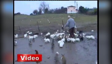 4 tavşan 2 yılda 450 tane oldu