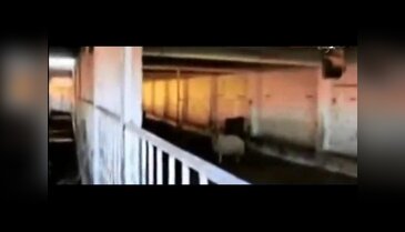 Belediye mezbahasındaki etleri kediler yiyor