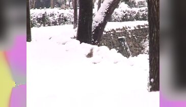 Karda aç kalan kuşlar hayvanat bahçesine akın etti