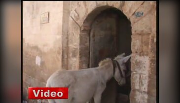 Kadrolu eşeklere ısıtıcı jesti