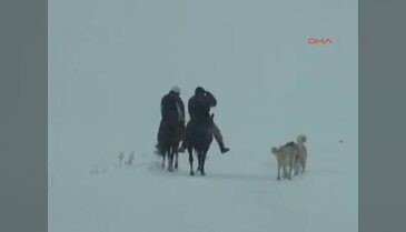 Kars Çoban Köpekleri Kurt Saldırısına Karşı Eğitiliyor