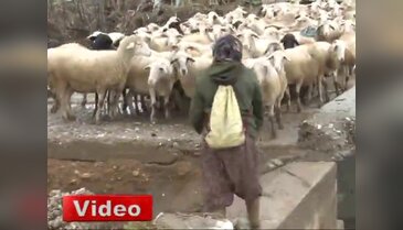 İnatçı koyunları ikna etmek kolay olmadı