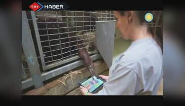  Orangutanlar da tablete geçti!