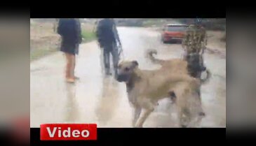 Antalya'da köpek dövüşü vahşeti!
