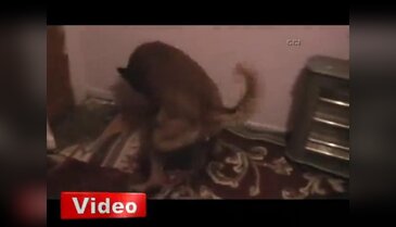 Alfa'dan kaçmak mümkün değil!