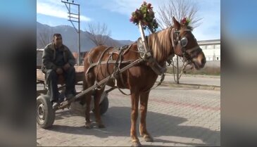 Atını çiçeklerle süsledi