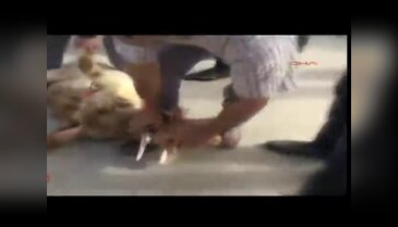 Muammer Güler için 29 kurban kesildi