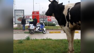 Karayoluna inek düştü 