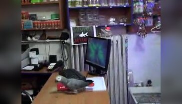 Kedi taklidi yapan papağan