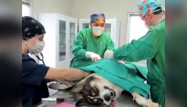 Karnından 13 tümör alındı