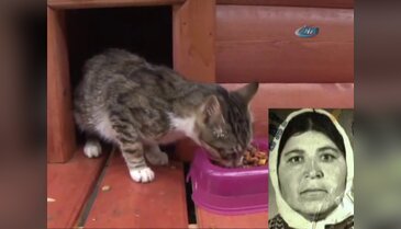 Kedi,ölen sahibinin yüzünü yedi