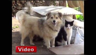 Şaşırtan kedi köpek dostluğu