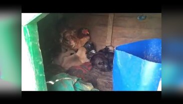 Yavru köpekleri civcivleri sanıyor
