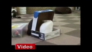 Bu da kara kedi şakası