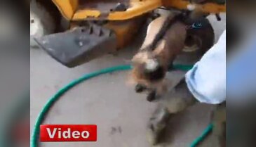 Bu keçi kendini tavuk zannediyor