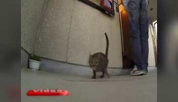 Görenleri hayrete düşüren kedi