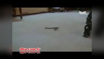 Şehri zehirli yılanlar bastı!