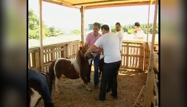 Zihinsel engelli çocuklara atlı tarapi
