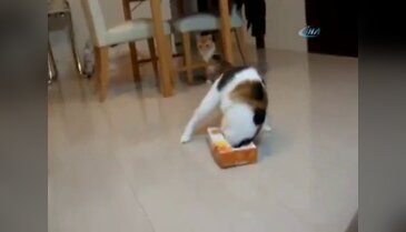 Meraklı kedi, başını derde soktu !
