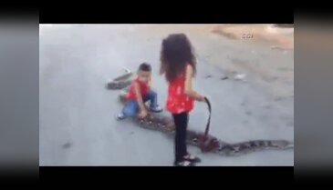 Dev yılanla böyle oynadılar!