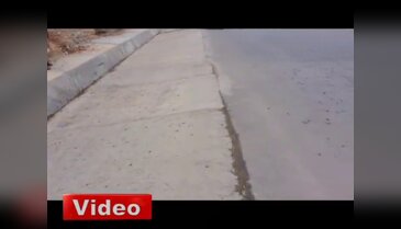 Kurbağalar karayolunu bastı