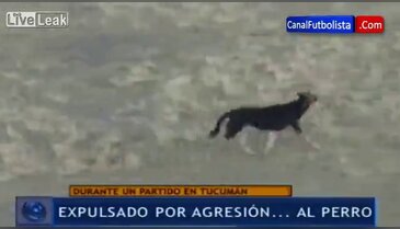 Sahaya giren köpeğe bunu yaptı...