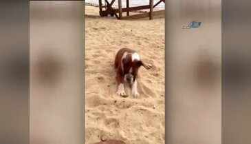 Köpek limon yiyince!