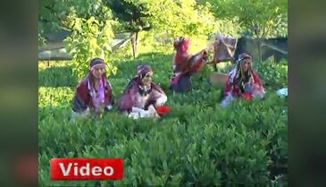 Gül, çay topladı