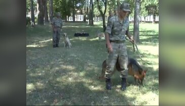 Onlar kahraman köpekler