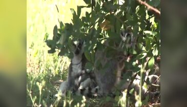 Lemurların meyve salatası keyfi