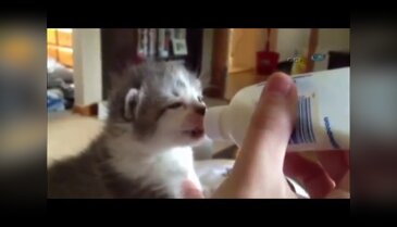 Süt içerken kendini kaybeden kedi
