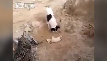 Ölen yavrusunu kendi gömdü...