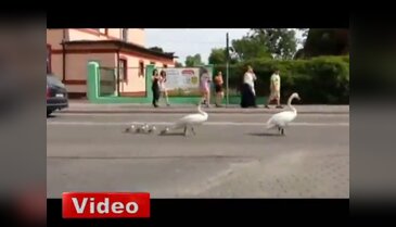 Kuğu ailesi trafiği tıkadı