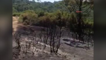 Muğla'da orman yangını