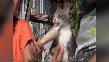 Sıcaktan bunalan kediye dondurma