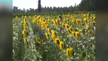 Ayçiçeği tarlasında 40 bin kök hint keneviri