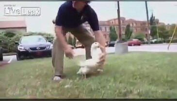 Sakat ördeğe protez ayak
