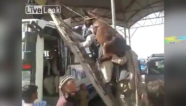 Otobüs üstünde eşek taşımak