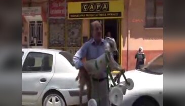 5 aylık oğlak yürümeyi ortezle öğrendi