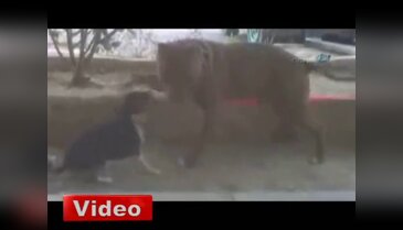 Pitbull'a böyle kafa tuttu