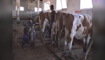 4 ton sütü araziye döktü