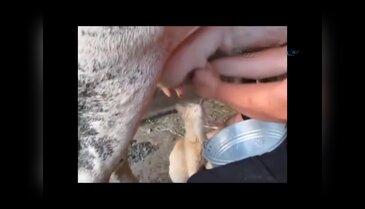 Uyanık kedi tıklanma rekoru kırıyor