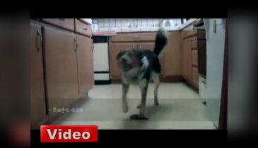 Bu köpek görenleri şaşırtıyor!