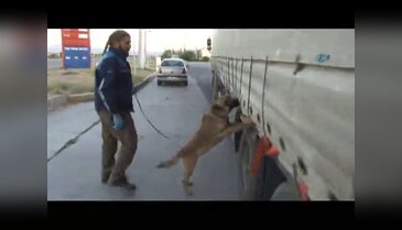 Zehir tacirleri sınır tanımıyor