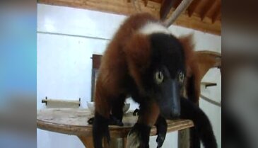 Lemurlara kardeş geldi