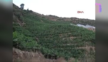 Domuz avcıları