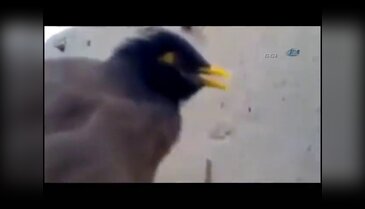 Bu kuş bebek gibi ağlıyor