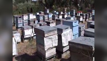 Ev kadınları arıcılığa başladı